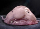 blobfish.jpg