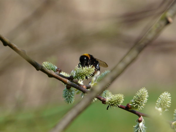 Au jardin 25-03-12 034 (FILEminimizer).jpg