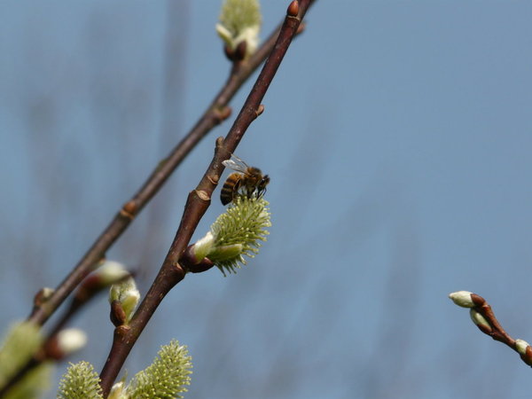 Au jardin 25-03-12 036 (FILEminimizer).jpg