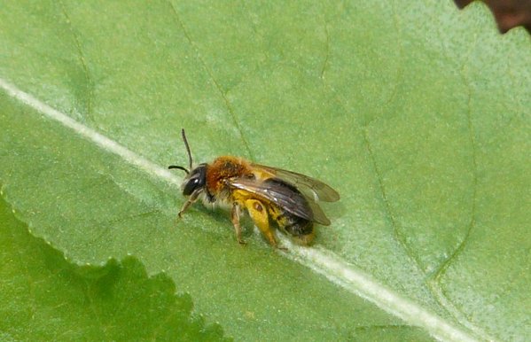 Au jardin 08-05-12 044 coupée.JPG