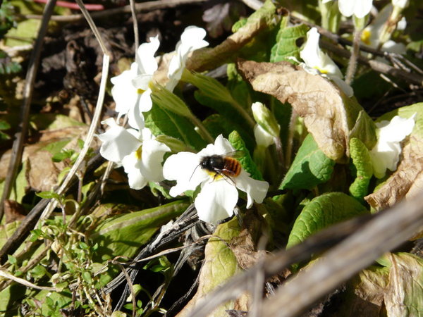 Au jardin 15-03-12 007 (FILEminimizer).jpg