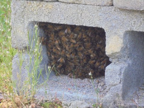 photo essaim2.JPG