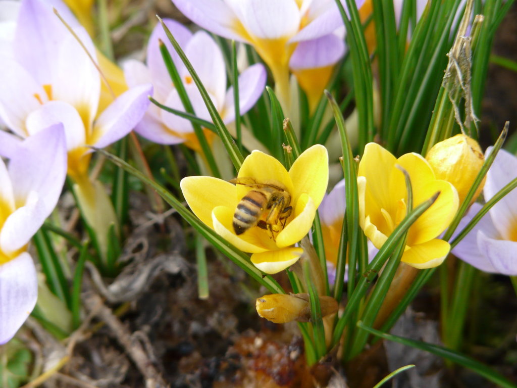 Un après-midi au jardin 03-03-12 049 (FILEminimizer).jpg