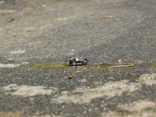 Au jardin 25-03-12 016 (FILEminimizer).jpg