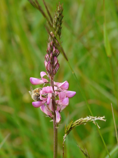 Voyage Le Lavancher - Mont-Blanc du 16 au 19-05-12 628 (FILEminimizer).jpg