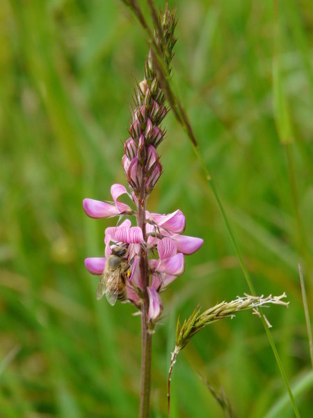 Voyage Le Lavancher - Mont-Blanc du 16 au 19-05-12 629 (FILEminimizer).jpg